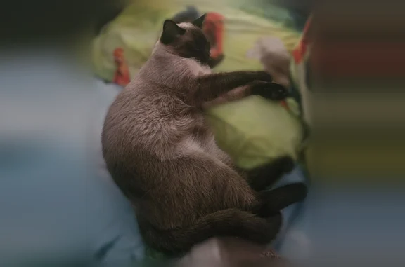 Пропала кошка, Вылузгина, Солигалич — пятнистая, чёрное лицо, пугливая - photo