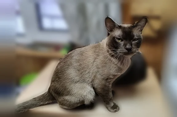 Пропала кошка, ул. Московская, Раменское — окрас кофе с молоком, кличка Марсик - photo