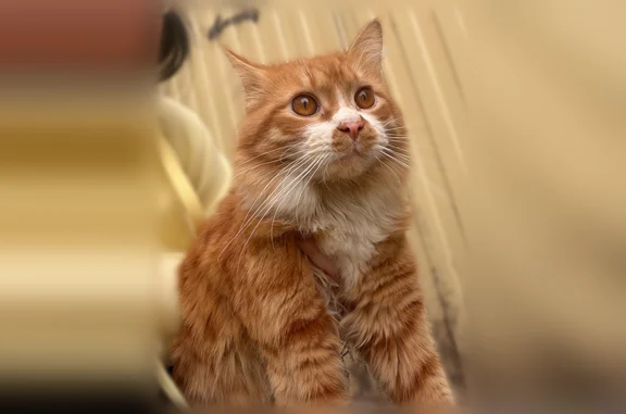 Найдена кошка, Волгоград, им. Энгельса, д. 2а — мальчик, около года - photo