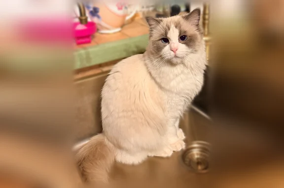 Пропала кошка, Всеволожск, Спокойная, Всеволожск — белая кошечка рэгдолл - photo
