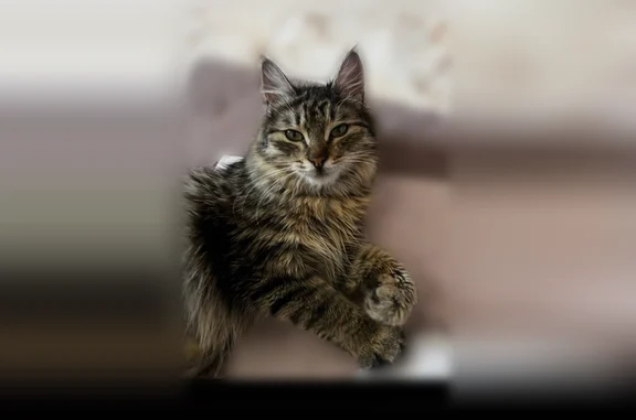 Пропала кошка, сот Фронтовик, д. 103, Хабаровск — кличка Мона, откликается на Мусю - photo