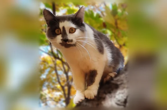 Кошки потеряшки, Саратов, фото: Потеряшка кошка, 1-й Ямской, Саратов
