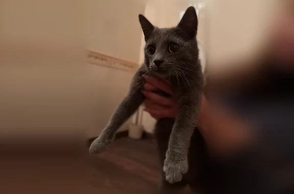 Найдена кошка, Санкт-Петербург, фото: Найдена кошка, Санкт-Петербург — коту 1–2 года, похож на русскую голубую, приучен к лотку