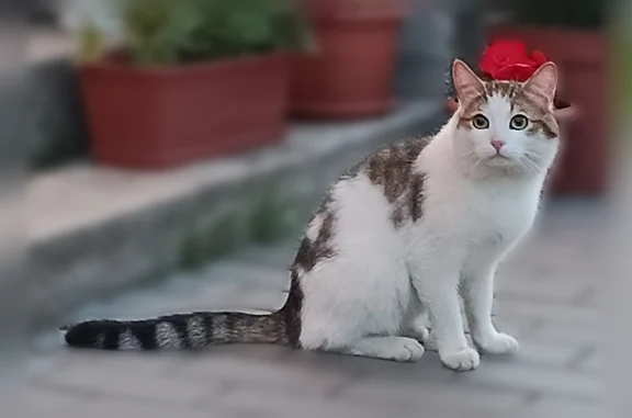 Найденные животные Пермь, фото: Найдена кошка, Район Индустриальный (г Пермь), Пермь — постоянно мяукает, ищет кого-то