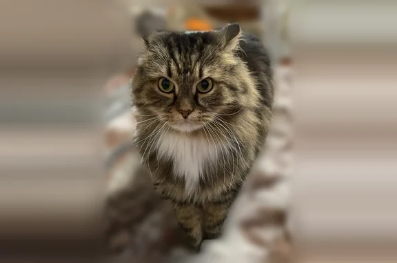Пропала кошка, Златоуст, им. А.С.Пушкина, Златоуст — длинношерстная, полосатая, с белой грудкой - photo