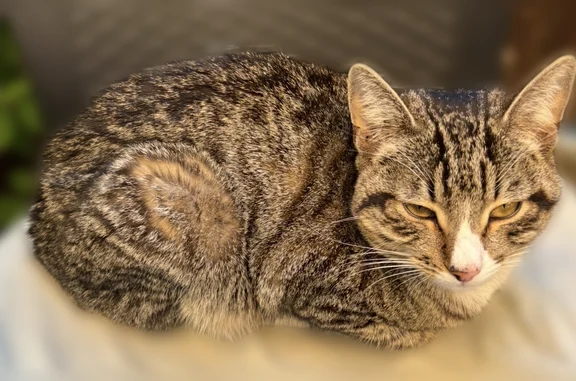 Найдена кошка, Тверь, фото: Найдена кошка, Коробкова, Тверь — серо-белая, хромает на заднюю лапу