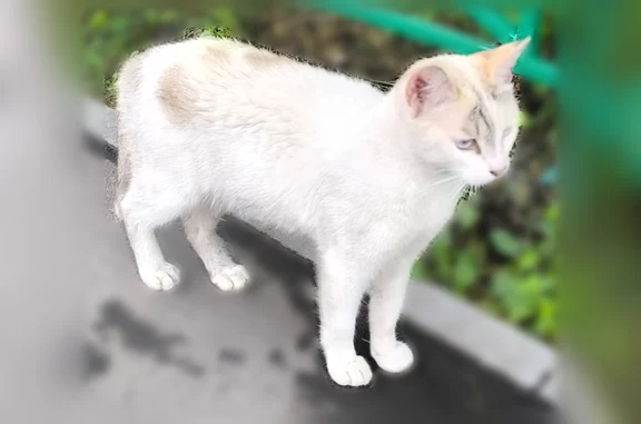 Найдена кошка, Ульяновск, фото: Найдена кошка, Промышленная, Ульяновск — голубые глаза, светло-палевый окрас