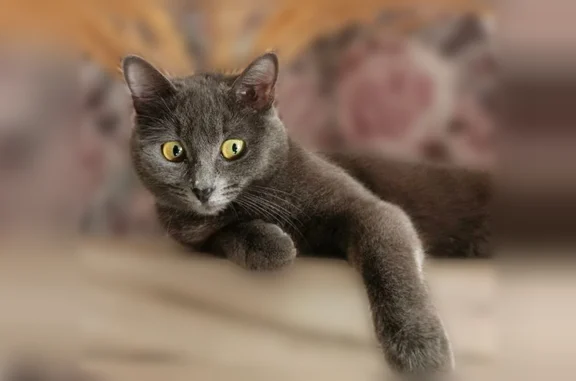 Пропала кошка, Очер, Ленина, д. 153, Очёр — серая, выбежала из подъезда - photo