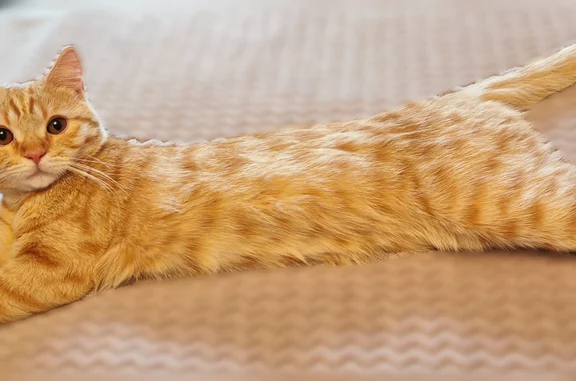 Пропала кошка, Пермь, Котовского, д. 2 — ласковая, 8 месяцев - photo