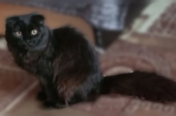 Пропала кошка, Аша, Ленина, д. 41А — Соня, вислоухая чёрная кошка с длинным пушистым хвостом - photo