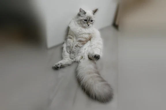 Пропала кошка, Щёлково, Ленина, д. 11 — пугливая, пушистая - photo