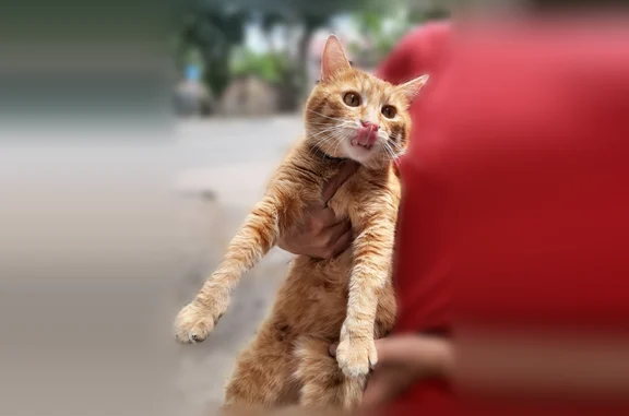 Найдена кошка, Феодосия, фото: Найдена кошка, Шаумяна, Феодосия — домашняя рыжая