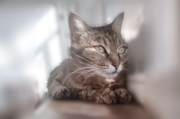 Найдена кошка, Улан-Удэ, фото: Найдена кошка, Район Железнодорожный (г Улан-Удэ), Пушкина, д. 35, Улан-Удэ — коричнево-сероватая, домашняя