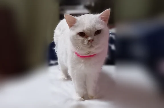 Найдена кошка, Сочи, фото: Найдена кошка, Сочи, Тоннельная, д. 20, Сочи — белая британская, короткий хвост