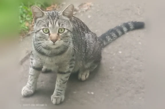 Найдена кошка, Люберцы, фото: Найдена кошка, Люберцы, Космонавтов, д. 30 — серый полосатый