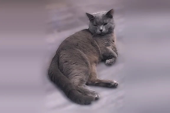 Пропала кошка, Тайшет — серый кот, очень ласковый - photo