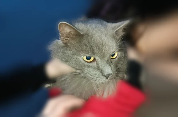 Найдена кошка, Санкт-Петербург, фото: Найдена кошка, Район Приморский (г Санкт-Петербург), Уточкина, д. 2 1, Санкт-Петербург — очень пушистая, спокойная и ласковая