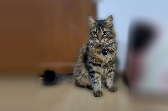 Пропала кошка, Горпищенко, Севастополь — отзывается на Шерри - photo