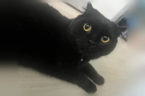 Найдена кошка, Краснодар, фото: Найдена кошка, Краснодар, Гидростроителей, д. 59/2 — чёрная, с синим ошейником со звоночком