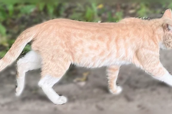 Найдена кошка, Балашиха, фото: Найдена кошка, Микрорайон Саввино (г Балашиха), Калинина, д. 1, Балашиха — рыжий окрас, белые лапки