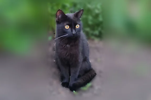 Кошки потеряшки, Уфа, фото: Потеряшка кошка, Уфа, Новороссийская, д. 105 — чёрный кот