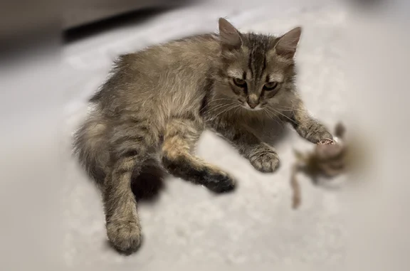 Найдена кошка, Люберцы, фото: Найдена кошка, Люберцы, Космонавтов, Люберцы — беременна