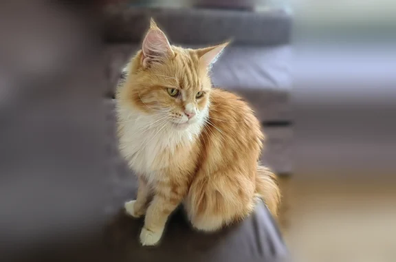 Пропала кошка, Павлово, Железнодорожная, д. 6, Павлово — рыжая, молчаливая, к чужим не идёт - photo