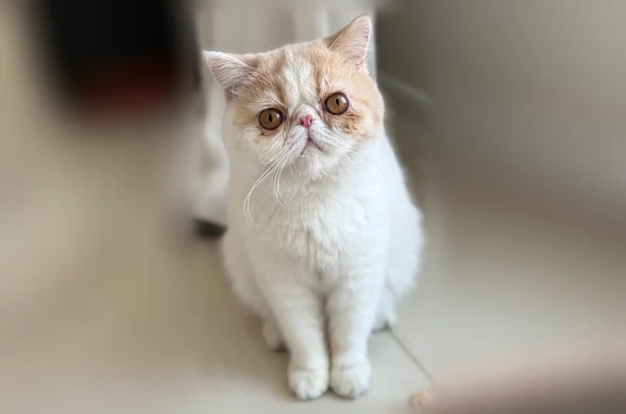 Пропала кошка, Сельсовет Ширинский, Ширинский район — короткошёрстная экзот, белая с персиковыми пятнами - photo