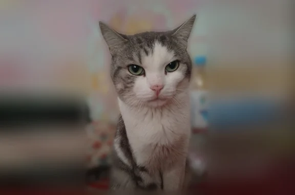 Пропала кошка, Томск, Сергея Лазо, д. 16/2, Томск — домашняя, упала со второго этажа - photo