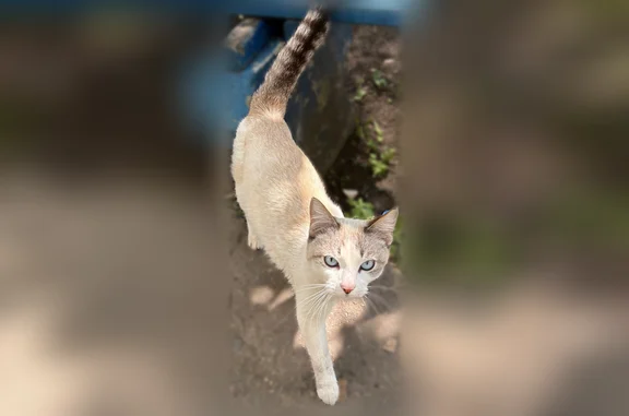 Найдена кошка, Челябинск, фото: Найдена кошка, Челябинск — котенок-подросток, очень ласковая, идет за каждым прохожим