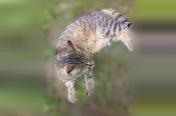 Найдена кошка, Смоленск, фото: Найдена кошка, мужской, Смоленск, Шевченко, д. 67 — кастрированный, очень чистый