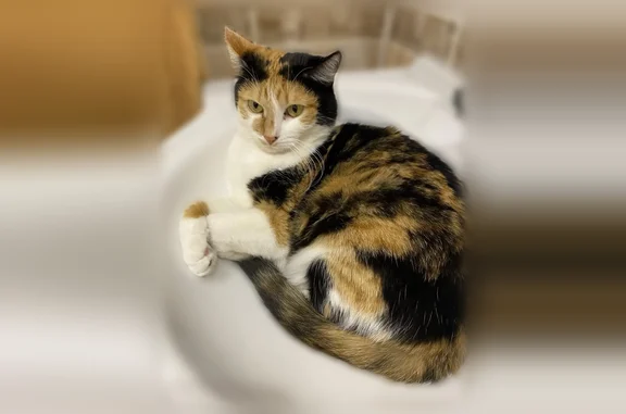Пропала кошка, Старый Оскол, Восточный, д. 6 — трёхцветная, 1,5 года - photo