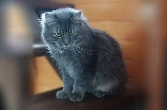 Пропала кошка, Деревня Новые Крупели — большой дымчатый пушистый кот - photo