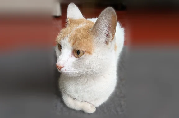 Найдена кошка, Раменское, фото: Найдена кошка, Раменское, Алексея Перелета, д. 19а — молодая, ласковая, белая с рыжим