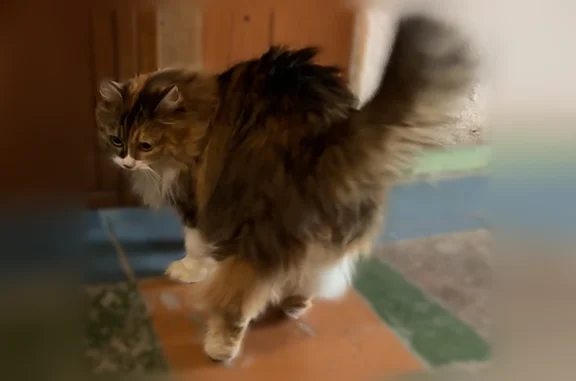 Найдена кошка, Тула, фото: Найдена кошка, Район Советский (г Тула), Братьев Жабровых, д. 7, Тула — порода скорее всего сибирская лесная