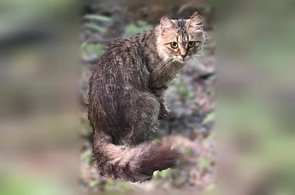 Найдена кошка, Новосибирск, фото: Найдена кошка, Инюшенский бор, Новосибирск — замечена в районе пединститута