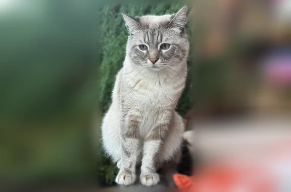 Пропала кошка, Ростов-на-Дону, Измаильский, д. 39А — кот Лёня, пугливый, квартирный - photo