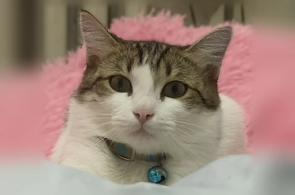 Кошки потеряшки, Кормиловка, фото: Потеряшка кошка, Рабочий поселок Кормиловка, Ленина, д. 27, Кормиловка — белая с пятнами, подстрижена