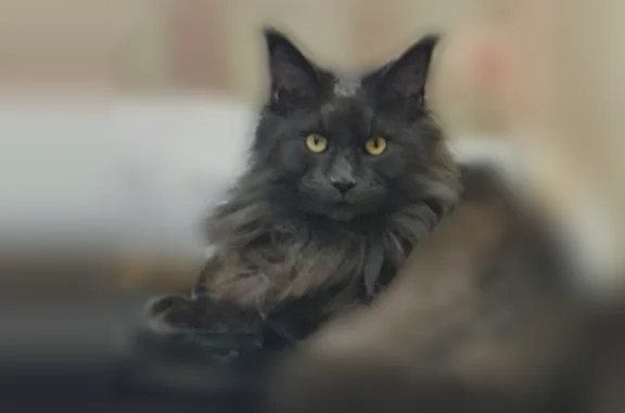 Пропала кошка, Микрорайон Р (г Ноябрьск), Ноябрьск — мейн-кун, откликается на кличку «Пухун» - photo