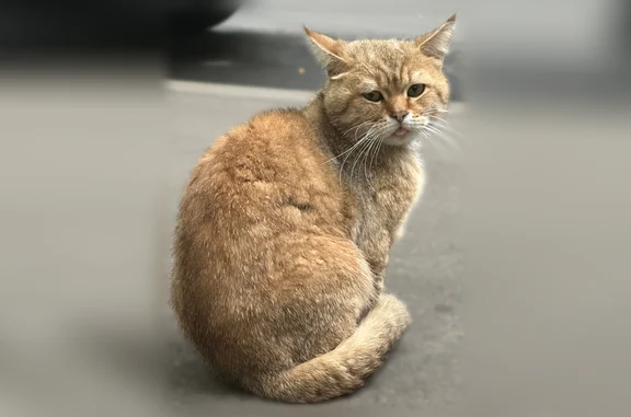 Найдена кошка, Москва, фото: Найдена кошка, Район Братеево (г Москва), Алма-Атинская, д. 8 1 стр 1, Москва — рыжая с белыми вкраплениями, черный кончик хвоста
