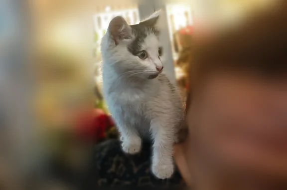 Найдена кошка, Видное, фото: Найдена кошка, улица Ольховая 1А/1, Видное — чёрно-белая котёнка девочка