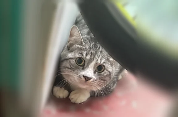 Найдена кошка, Хабаровск, фото: Найдена кошка, Хабаровск, Краснореченская, д. 98 — серый окрас, запуганная, никого не подпускает