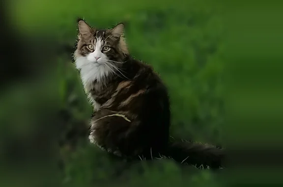 Пропала кошка, Район Орджоникидзевский (г Магнитогорск), Магнитогорск — кот 1,5 года, мейнкун, с ошейником и жёлтой биркой - photo