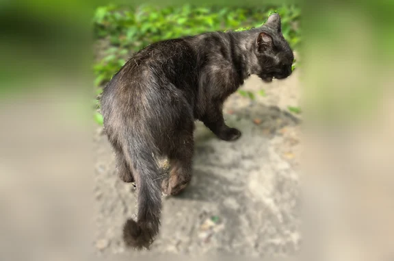Найденные животные Кемерово, фото: Найдена кошка, Кемерово, Красная, д. 13 — прячется во дворе между домом 13 и ограждением МЧС