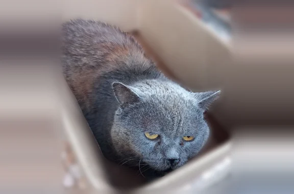 Найдена кошка, Петергоф, фото: Найдена кошка, Район Петродворцовый (г Петергоф), Привокзальная, д. 2а, Петергоф — британская порода, спокойная