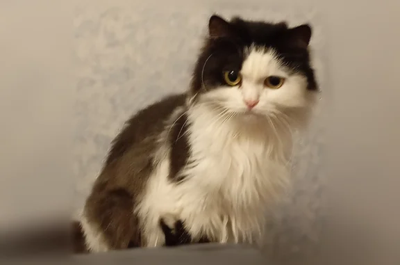 Пропала кошка, Ярославль, Архангельский, д. 9 — чёрно-белый окрас - photo