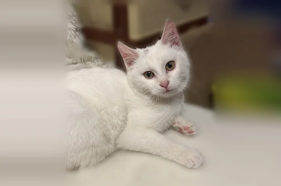 Кошки потеряшки, Вольно-Надеждинское, фото: Потеряшка кошка Девочка, Вольно-Надеждинское (rl1209313)