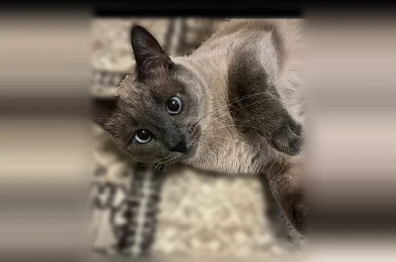 Пропала кошка, Нижний Новгород, Гагарина, д. 182 — сиамский окрас, крупная, пугливая - photo