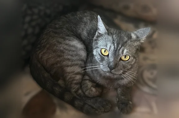 Пропала кошка, СНТ ГИГАНТ, Люльпаны, Йошкар-Ола — сиреневый ошейник - photo