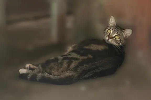 Найдена кошка, Краснодар, фото: Найдена кошка, Краснодар — появилась на районе, раньше не было